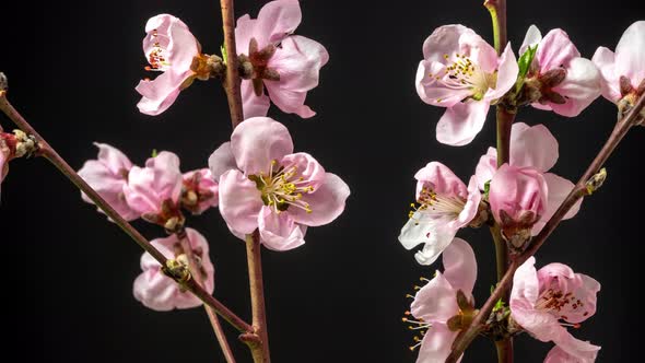 Peach Flower Blossom Timelapse on Black 