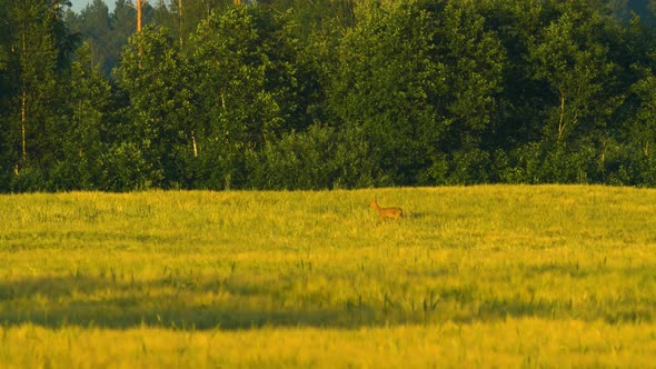 Wild female European roe deer (Capreolus capreolus) walking in barley field in sunny summer evening,