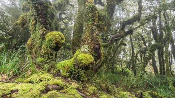 Magic Forest Nature in New Zealand