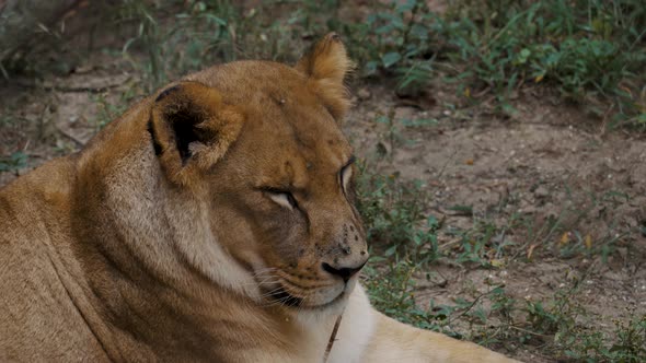 Female Lion (Lioness) Sleeping In The Forest. Panthera Leo. close up