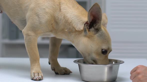 Woman Putting Dog Food in Bowl, Hungry Pet Eating, Essential Health Nutrients