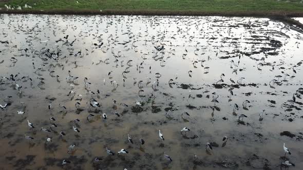 Habitat of Asian openbill stork at paddy field