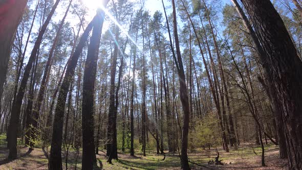 Walking Through the Forest with Pine Trees During the Day POV Slow Motion