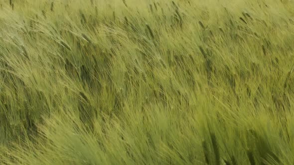 The Green Ears Of Grain. Wheat Wind Shakes