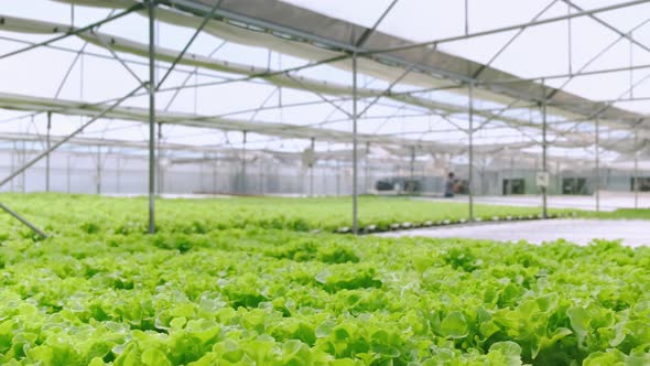 handheld green house vegetable growing in a hydroponic farm freshness and greenery healthy food