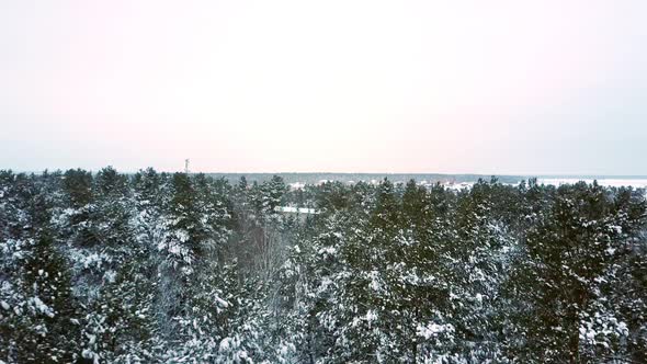 Treetops Covered with Snow Rise Above Winter Park