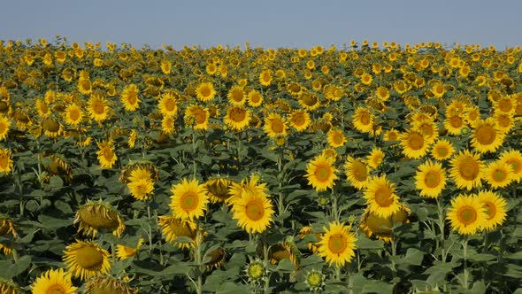 Endless sunflower Helianthus annuus plant field slow-mo video