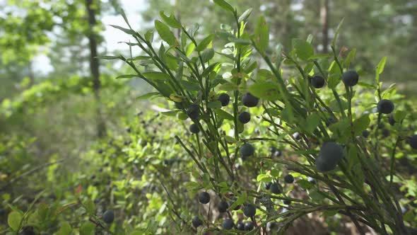 Wild ripe blueberries growing on bush in forest, closeup truck slider view