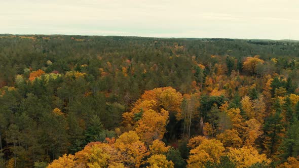 Drone flight over fall forest in Canada. Autumn leaves and trees. Orange, Red, Yellow and Green beau