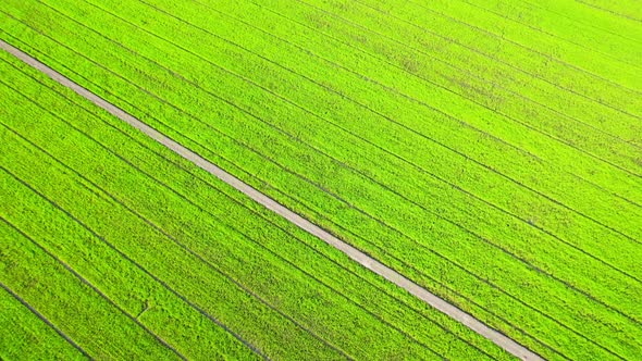 4K Aerial Wide view of Beautiful green rice fields in the rural of Thailand