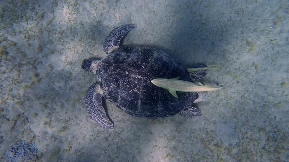 Green Turtle with Yellow Remora Under Tale Swimming Over a Coral Reef