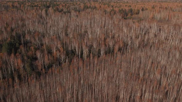 Closeup of colorful autumn forest in Ural