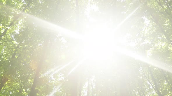 spring forest trees. nature green wood sunlight backgrounds.