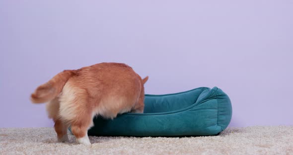 Owner or Handler Teaches Welsh Corgi Pembroke Puppy to a Special Place so He Threw a Dried Treat