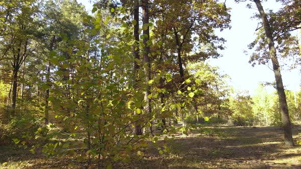 Autumn Forest with Trees By Day