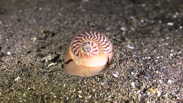 Lined Moon Snail ( Tanea lineata) digging in sand on volcanic reef at night