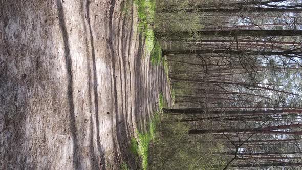 Vertical Video of a Road in the Forest Slow Motion