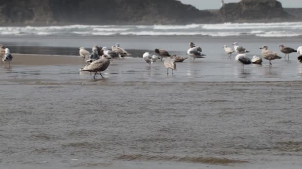 Western Seagull's, both male and female, bathing in a fresh water river as it flows into the Pacific