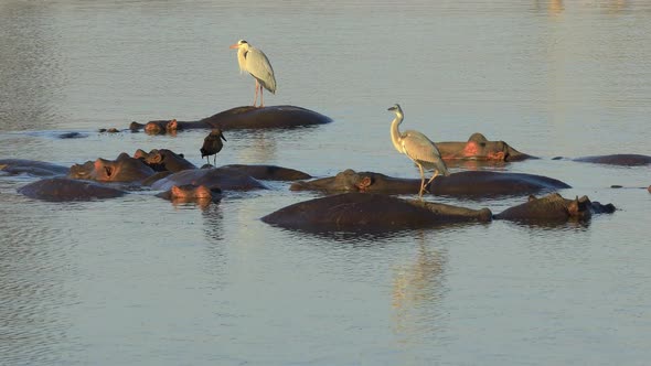 Grey Herons Standing On A Submerged Hippos