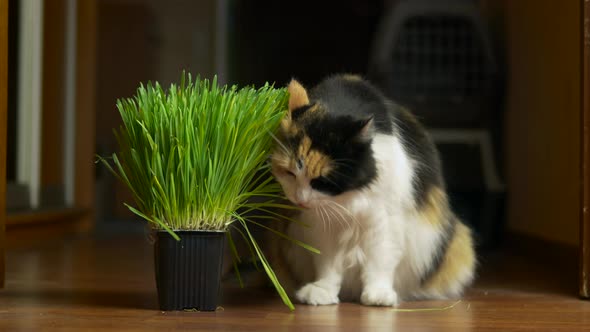 Spotted Cat Eating Grass at Home on the Floor Looking at the Camera