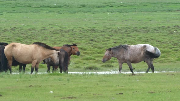 Free Herd of Wild Horses in Wetland