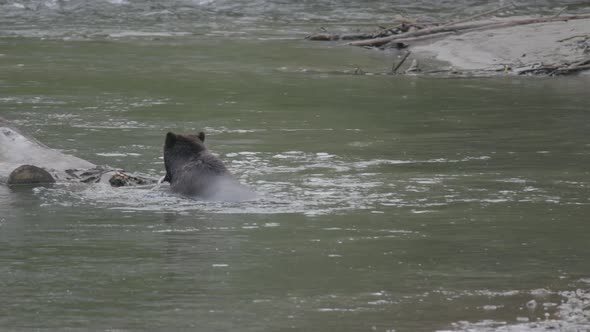 Grizzly Bear Catches a Salmon in River