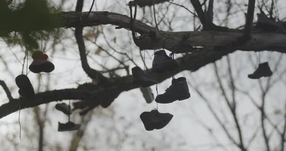 Shoes Hanging From Branches of Tall Tree