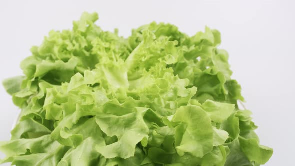 Green oak fresh lettuce planted in the Hydroponics style is beautifully placed and slowly rotating.