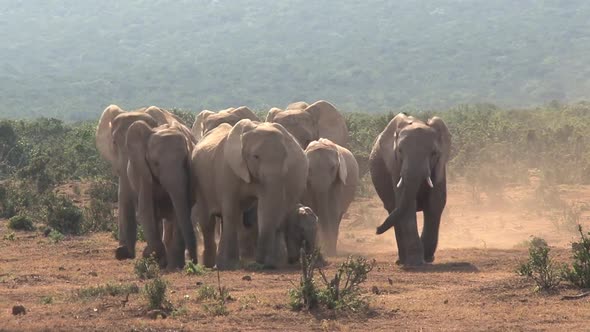 Herd of African Elephants walking on the savanna