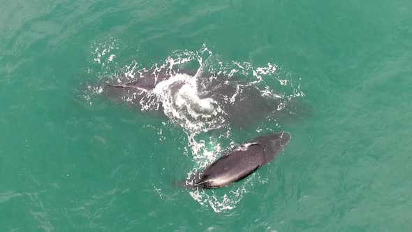 Whales Coming out to Breathe in Caribbean Waters