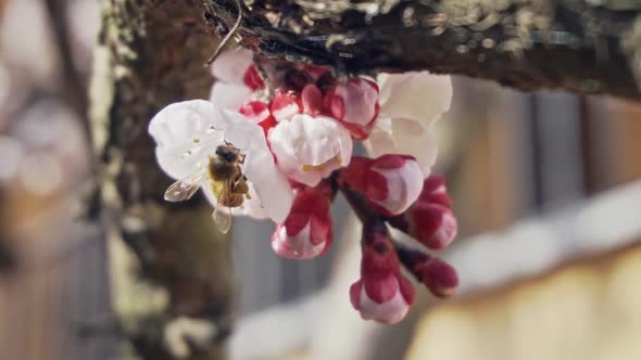 Camera focusing un a bee that collect pollen prom a blossom, slow motion