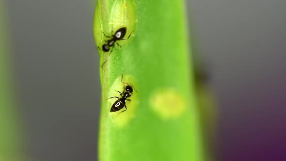 Tiny ants of the Brachymyrmex genus feed from liquid secreted by cochineals on a succulent plant.