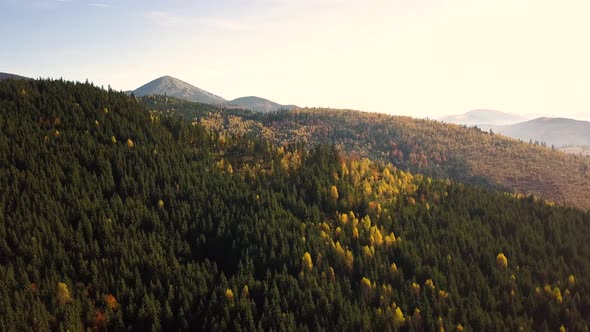 Aerial view of autumn mountain landscape with evergreen pine trees and yellow fall forest with 