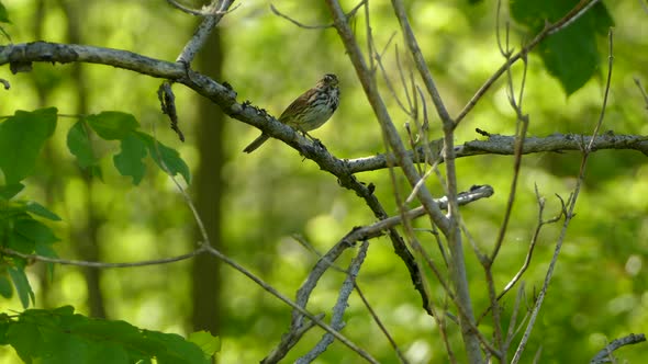 Brown speckled bird takes off from a dead branch in the middle of a deciduous forest.