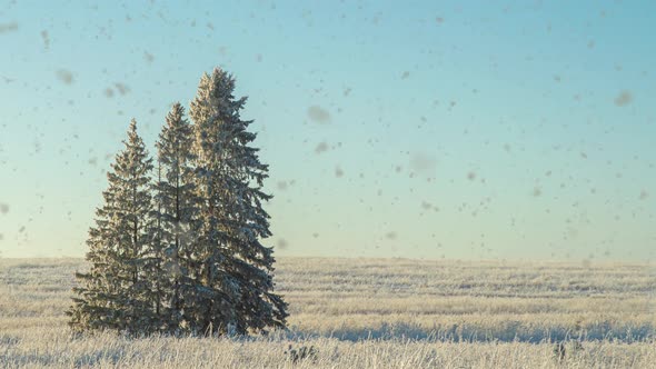 Winter Landscape in a Field with Three Snowcovered Fir Trees Beautiful Snowfall Sunny Weather