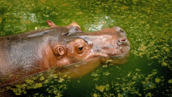 Hippo Goes Underwater