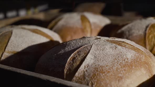 Close View of Tray with Freshly Baked Loaves of Rye Round Bread with Bran