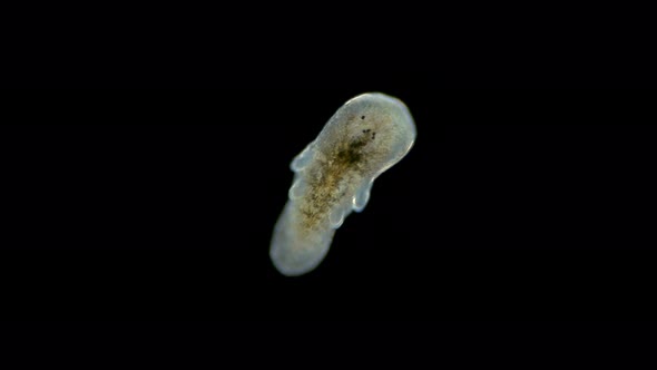 Larva of the Worm Polycladida Under the Microscope, Class Turbellaria. Müller's Larva