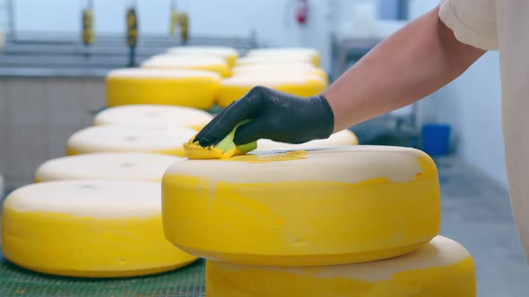 Cheese Production. The Worker Covers the Cheese with Wax, Cheese Factory