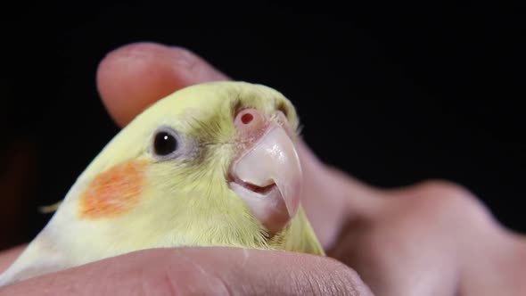 Parrot in the hands of a man, a yellow bird