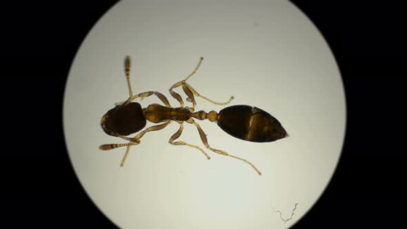 Ant Species Monomorium Floricola