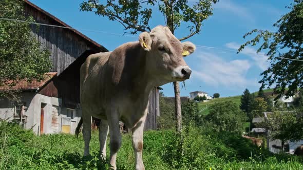 Domestic Bull Grazes in Backyard on Green Meadow By Blue Sky Ecological Place