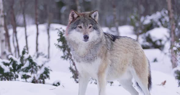 Portrait of Wounded Wolf Displaying Teeth