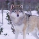 Portrait of Wounded Wolf Displaying Teeth - VideoHive Item for Sale