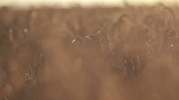 Ripened Spikes of Golden Wheat in Sunset Light