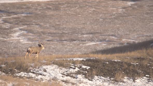 a mule deer buck