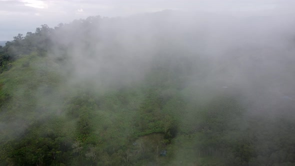 Aerial view plantation in foggy cloud