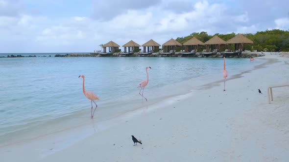 Aruba Beach with Pink Flamingos at the Beach Flamingo at the Beach in Aruba Island Caribbean