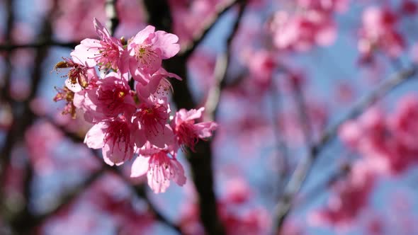 Japanese Sakura