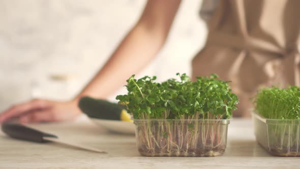 Grown Microgreens In A Plastic Box